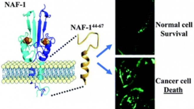 A peptide-derived strategy for specifically targeting the mitochondria and ER of cancer cells: a new approach in fighting cancer. Chem Sci. 2022