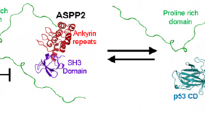 Regulation of ASPP2 Interaction with p53 Core Domain by an Intramolecular Autoinhibitory Mechanism