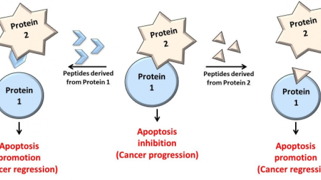Using peptides to inhibit protein-protein interactions
