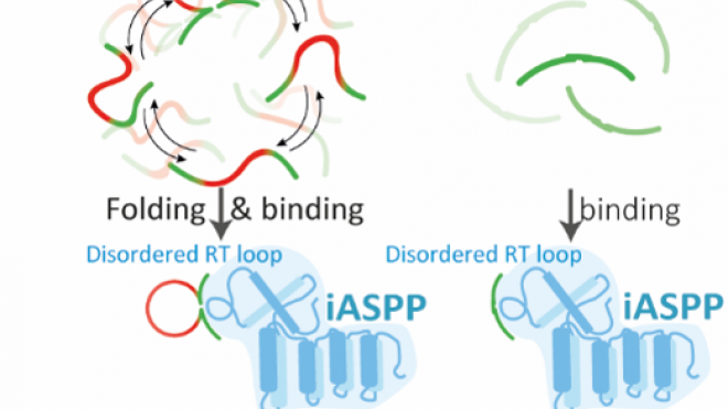 Targeting an Interaction Between Two Disordered Domains by Using a Designed Peptide