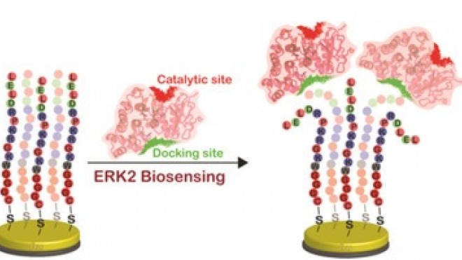 Electrochemical biosensors based on peptide-kinase interactions at the kinase docking site