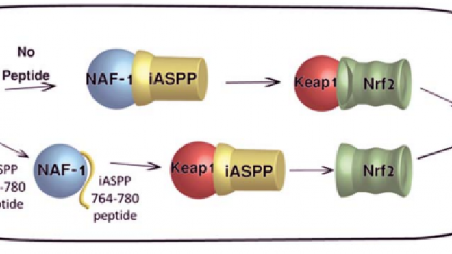 The anti-apoptotic proteins NAF-1 and iASPP interact to drive apoptosis in cancer cells