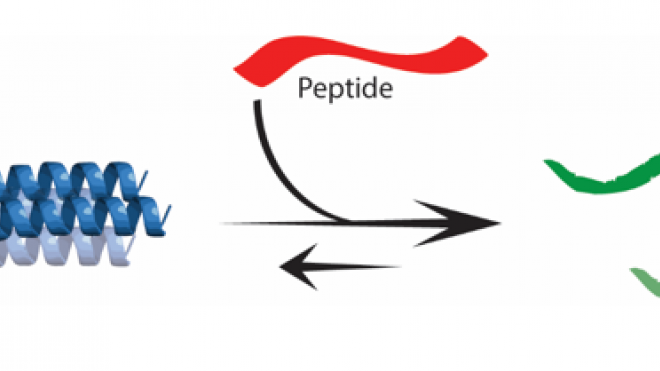 Using peptides to revert the oligomerization of the intrinsically disordered region of STIL