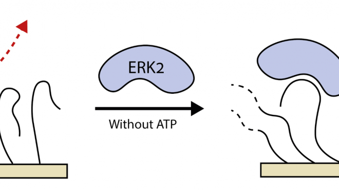 Kinase Sensing Based on Protein Interactions at the Catalytic Site